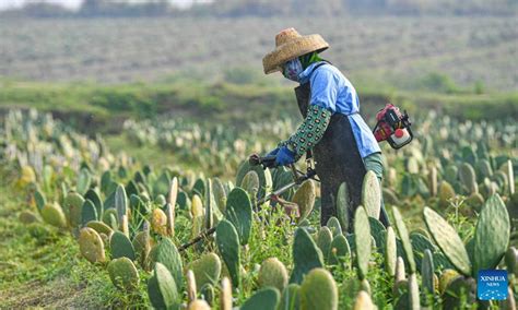 planting management personnel in china in disaster areas